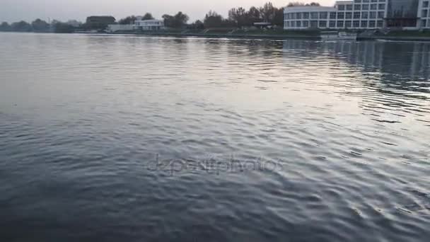 Meeuwen vliegen over het rivierwater - vechten voor voedsel — Stockvideo