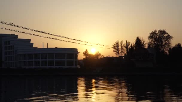 Las gaviotas vuelan sobre el agua del río - luchando por comida — Vídeos de Stock