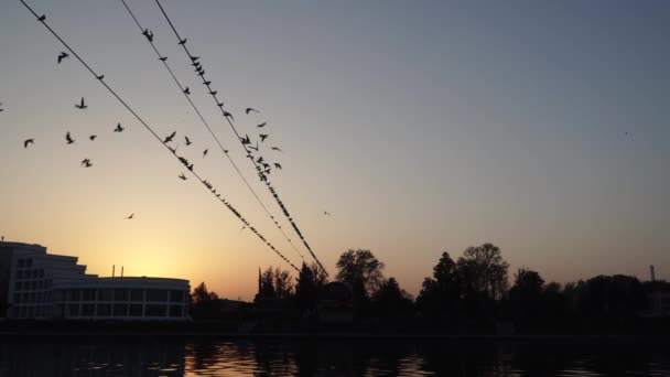 Las gaviotas vuelan sobre el agua del río - luchando por comida — Vídeo de stock