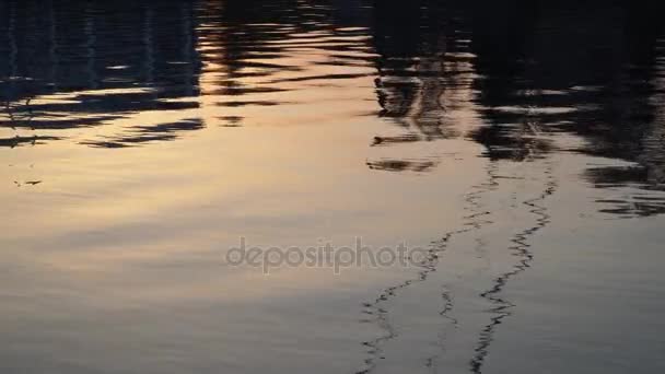 Gulls fly over the river water - fighting for food — Stock Video