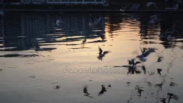 Чайки летают над речной водой - борясь за еду — стоковое видео