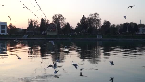 Gulls fly over the river water - fighting for food — Stock Video