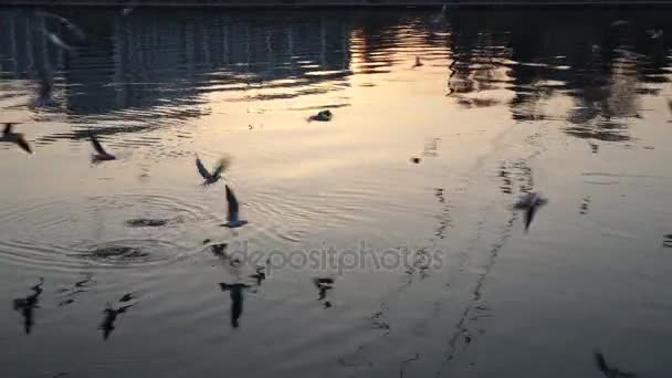 Gulls fly over the river water - fighting for food — Stock Video