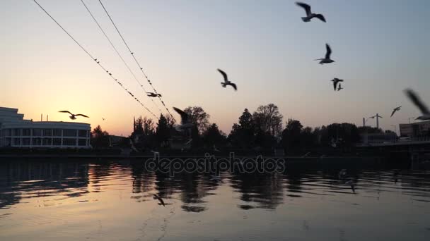 Burung camar terbang di atas air sungai - berjuang untuk makanan — Stok Video