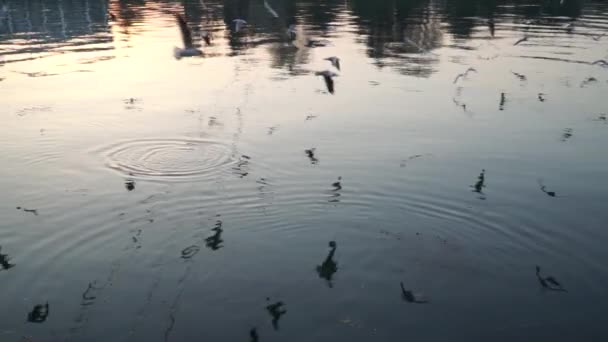 Gulls fly over the river water - fighting for food — Stock Video