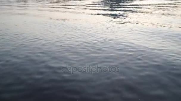 Las gaviotas vuelan sobre el agua del río - luchando por comida — Vídeo de stock