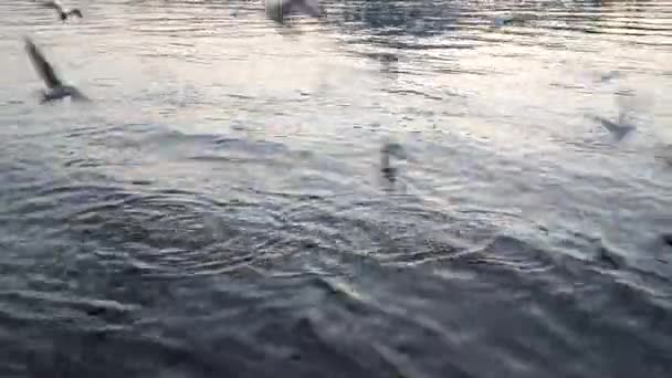 Måsar flyger över floden bevattnar - kämpar för mat — Stockvideo