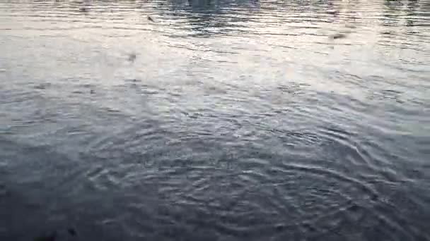 Martılar gıda için mücadele nehir su üzerinde-uçmak — Stok video