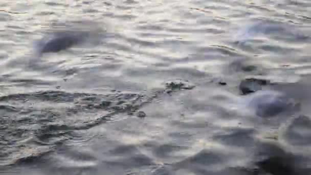 Las gaviotas vuelan sobre el agua del río - luchando por comida — Vídeo de stock