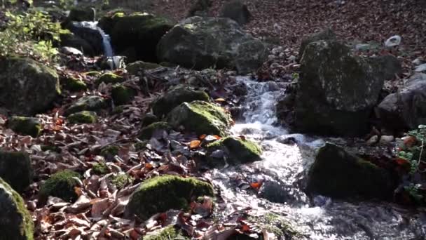 那条河一个小瀑布。森林河在秋天。近距离射击. — 图库视频影像