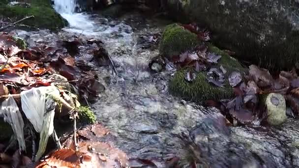 Nehir. Küçük bir şelale. Orman sonbahar nehirde. Yakın mesafeden çekim. — Stok video