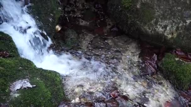 那条河一个小瀑布。森林河在秋天。近距离射击. — 图库视频影像