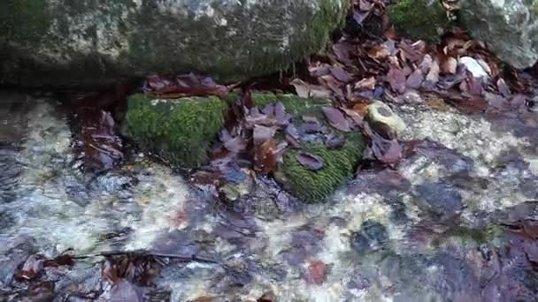 Řeku. Malý vodopád. Lesní řeka na podzim. Střelbu na krátkou vzdálenost. — Stock video