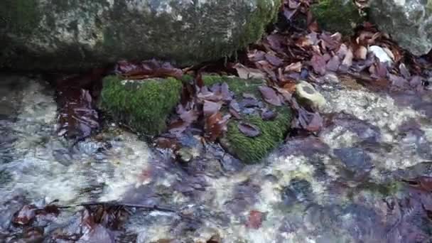 Der Fluss. ein kleiner Wasserfall. Waldfluss im Herbst. Schießen aus nächster Nähe. — Stockvideo