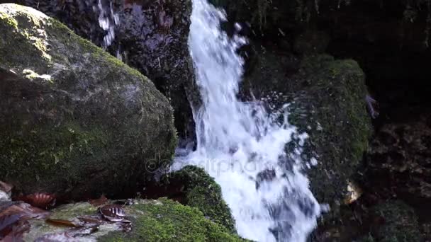 川。小さな滝があります。秋の森の川。近距離での撮影. — ストック動画