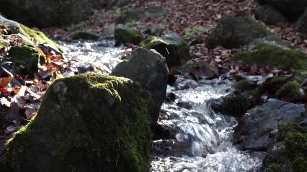 Ο ποταμός. Ένα μικρό καταρράκτη. Δάσος του ποταμού το φθινόπωρο. Γυρίσματα σε κοντινή απόσταση. — Αρχείο Βίντεο