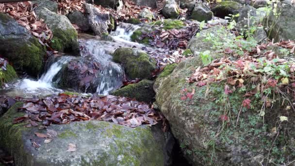 El río. Una pequeña cascada. Río del bosque en otoño. Disparos a corta distancia . — Vídeo de stock