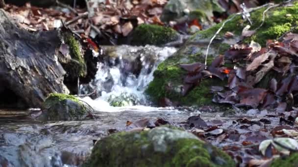 De rivier. Een kleine waterval. Forest river in de herfst. Schieten op korte afstand. — Stockvideo