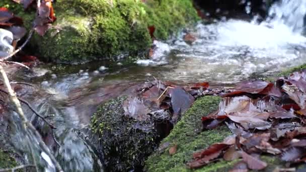 Řeku. Malý vodopád. Lesní řeka na podzim. Střelbu na krátkou vzdálenost. — Stock video