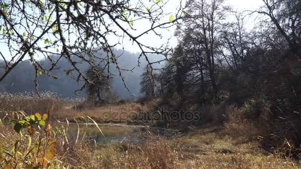 Paesaggio della foresta autunnale - Natura azera — Video Stock