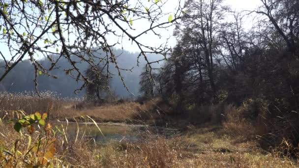 Herfst boslandschap - Azerbeidzjan natuur — Stockvideo