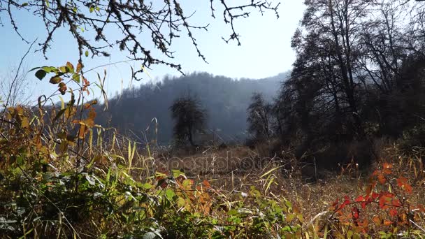 Otoño Bosque paisaje - Azerbaiyán naturaleza — Vídeos de Stock