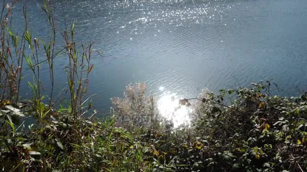 Lago Goygol Azerbaiyán bosque agua y cielo en el paisaje video — Vídeos de Stock