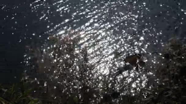 Water beven en reflectie op het water. schittering van de zon. — Stockvideo