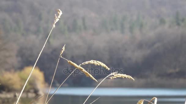 Reed na řece - krajina a příroda — Stock video