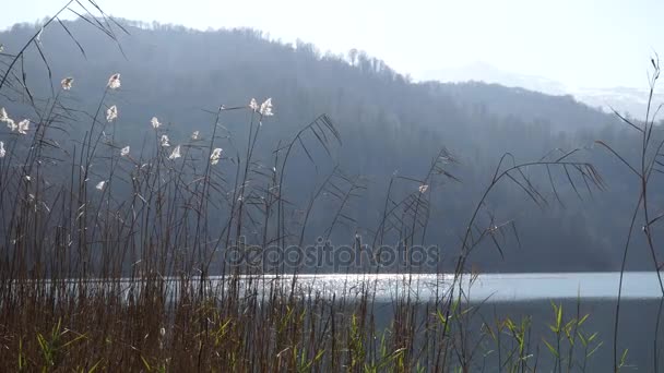 Caña en el río - los paisajes y la naturaleza — Vídeos de Stock