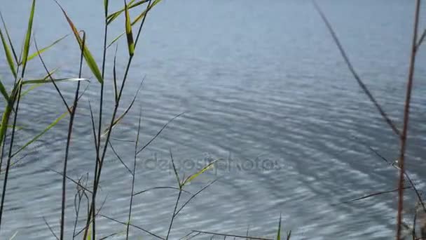 Reed på floden - landskap och natur — Stockvideo