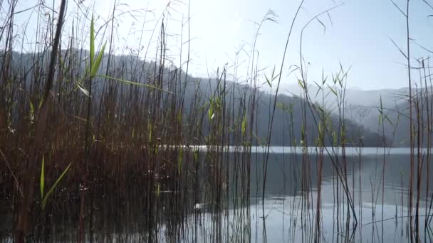 Caña en el río - los paisajes y la naturaleza — Vídeo de stock