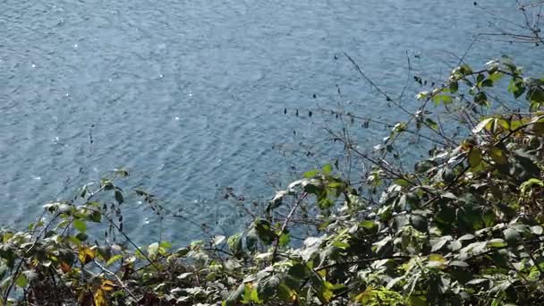 Junco no rio - as paisagens e a natureza — Vídeo de Stock