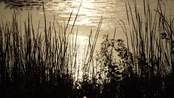 Puesta de sol en el río - Azerbaiyán paisajes — Vídeos de Stock