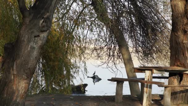 Bir parça tahta bir nehir üzerinde oturan karabatak kuşu — Stok video