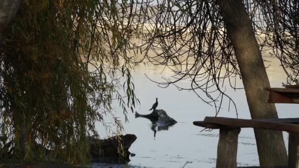 Pájaro cormorán sentado en un pedazo de madera en un río — Vídeos de Stock