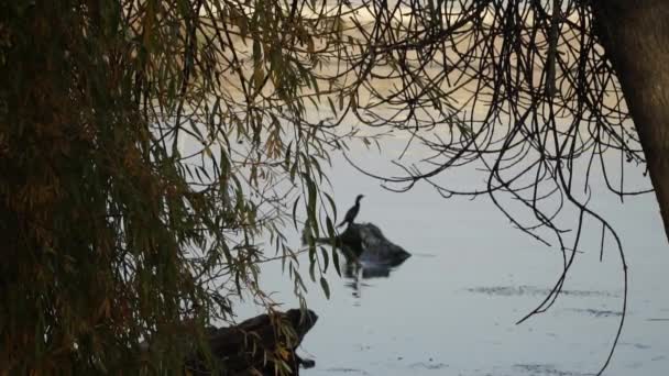 Pájaro cormorán sentado en un pedazo de madera en un río — Vídeos de Stock