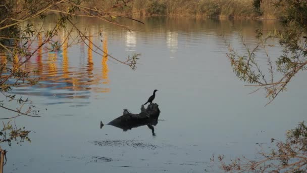 Pájaro cormorán sentado en un pedazo de madera en un río — Vídeos de Stock