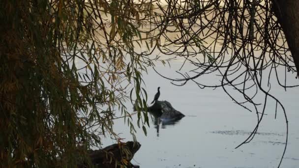 Storskarv fågel sitter på en träbit i en flod — Stockvideo