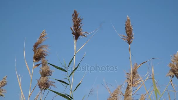 Reed rosnące na bezchmurnym niebie. — Wideo stockowe
