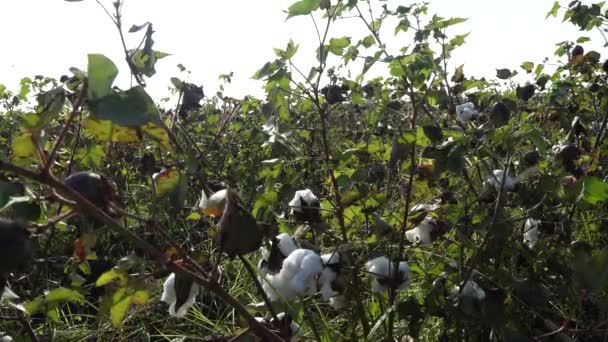 Campo de algodón. Cultivo de algodón. Disparos desde una distancia horizontal — Vídeos de Stock