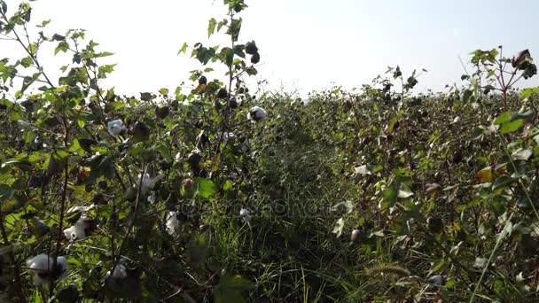 Campo de algodão. Culturas de algodão. Tiro de uma distância horizontal — Vídeo de Stock