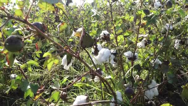 Katoen veld. Katoen gewas. Schieten op een horizontale afstand — Stockvideo