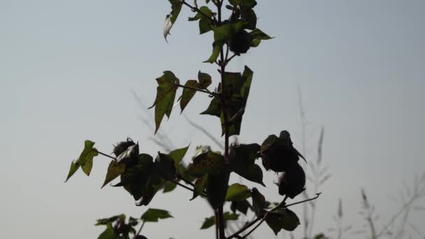 Campo de algodón. Cultivo de algodón. Disparos desde una distancia horizontal — Vídeos de Stock