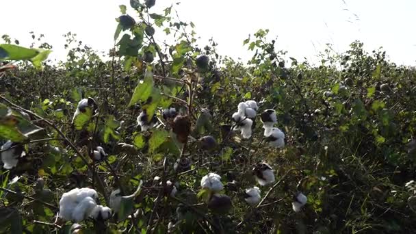 Campo de algodão. Culturas de algodão. Tiro de uma distância horizontal — Vídeo de Stock
