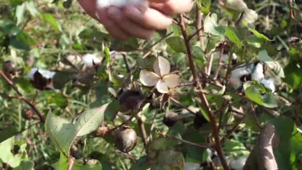 Campo de algodón. Cultivo de algodón. Disparos desde una distancia horizontal — Vídeos de Stock