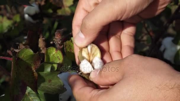 Campo de algodón. Cultivo de algodón. Disparos desde una distancia horizontal — Vídeo de stock