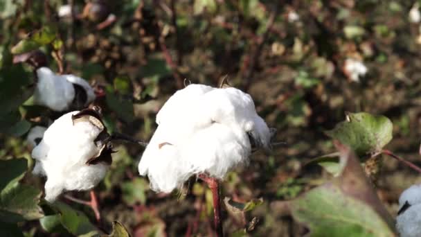 Campo de algodón. Cultivo de algodón. Disparos desde una distancia horizontal — Vídeos de Stock