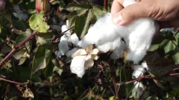 Campo de algodón. Cultivo de algodón. Disparos desde una distancia horizontal — Vídeo de stock