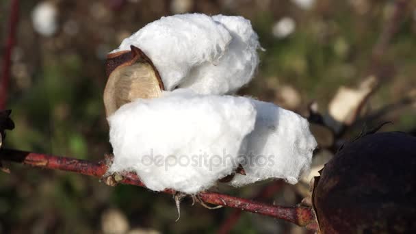 Campo di cotone. Colture di cotone. Riprese da una distanza orizzontale — Video Stock